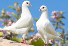 Bukan Sekadar Bunga Tidur! Merpati dalam Mimpi Punya Pesan Rahasia Soal Hidupmu