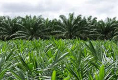 Awal Januari, Ratusan Hektar Sawit Rakyat di MSS Daftar Program PSR