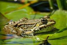 Dipercaya Membawa Keberuntungan, Ini Makna dari Mimpi yang Berkaitan dengan Katak