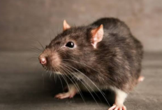 Arti Mimpi Tikus: Dikejar, Menangkap, hingga Tikus Hitam, Apa Maknanya?