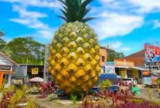 Subanglarang Atau Subangkarancang, Julukan Kota Nanas Jawa Barat