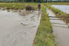 Dinas Pertanian Komitmen Lindungi Lahan Pertanian Tanaman Pangan di Mukomuko