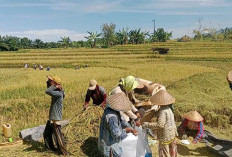 Panen Padi Bersamaan Musim Penghujan, Butuh Waktu & Biaya Lebih