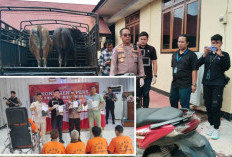 Polisi Bongkar Sindikat Pencurian Sapi, Bapak dan Anak di Mukomuko Jadi Tersangka