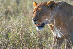 Sangat Melelahkan, Dikejar-kejar Hewan Buas, Tapi Selamat. Apa Makna Mimpi Ini?