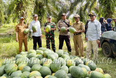 Program Ketahanan Pangan Berbuah Manis, Panen Raya Semangka dan Melon Capai 4 Ton