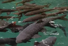 Mengulik Legenda Ikan Dewa yang Ada di Kolam Cibulan, Jawa Barat