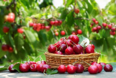 Bukan Jenis Buah Sembarangan, Temukan Manfaat Buah Ceri Bagi Kesehatan Tubuh