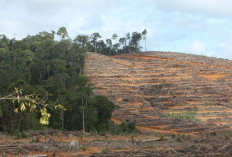Rambah Kawasan Hutan, 8 Perusahaan Sawit Didenda dan 5 Terancam Pidana