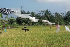 Petani Padi Kewalahan Hadapi Serangan Burung Pipit