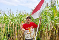 Petani Nikmati Kemerdekaan, Pemerintah Hadir dengan Kebijakan Pro Petani