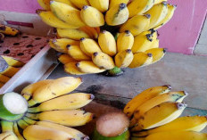 Walaupun Belum Trend Di Pendengaran Masyarakat ! Temukan Manfaat Pisang Siem Bagi Kesehatan Tubuh