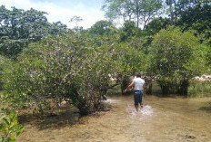 Apa Khasiat dari Pohon Kaboa? Menguak Mitos Leuweung Sancang yang Melegenda di Jawa Barat