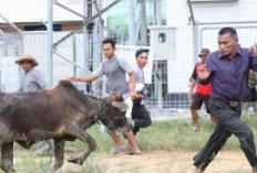 Ini Tafsir Mimpi Dikejar Sapi Mengamuk Menurut Islam