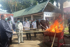 Kejari Bengkulu Utara Musnahkan Barang Bukti Tindak Pidana, Sabu di Blender, Ganja Dibakar