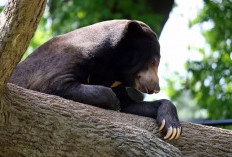 Beruang Coklat atau Hitam di Mimpimu? Ini Arti Simbol & Pertanda yang Jarang Diketahui