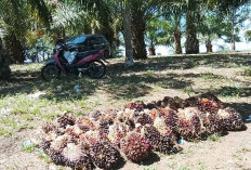 Harga Sawit Masih Bertahan, Petani Diminta Cermat Pilih Jalur Penjualan