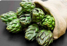 Kenali 4 Manfaat dari Daun Artichoke Untuk Kesehatan Tubuh Serta Cara Mengolahnya Agar Dapat Dikonsumsi