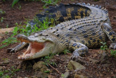 Mimpi Dikejar Buaya Tapi Selamat, Primbon Jawa Mengulasnya