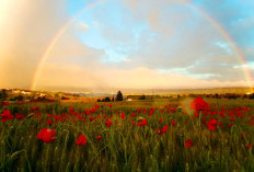 Dapat Menjadi Pertanda Baik, Ini Makna Mimpi Melihat Pelangi