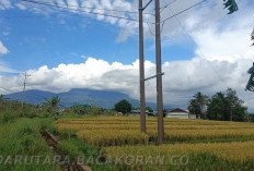Masuk Musim Tanam Semester 2, Prediksi Nasional Merosot : Tidak Untuk Bengkulu Utara