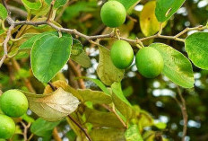 Tahukah anda? Ternyata ini 6 Khasiat dari Buah Bidara untuk Kesehatan yang Perlu Diketahui