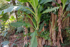 Sering Dianggap Batang Tak Berguna, Ternyata Batang Pisang Begitu Banyak Manfaat Bagi Kesehatan Tubuh Kita.