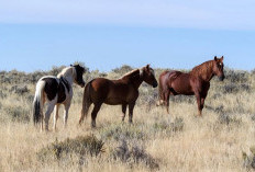 Simbol Kekuatan, Perjalanan, dan Makna Kecepatan di Balik Mimpi Kuda 