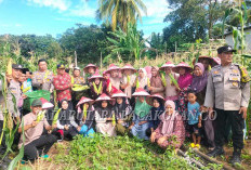 Sinergi Pemdes Air Petai dan Tripika Putri Hijau, Wujudkan Ketahanan Pangan Lewat Panen Raya Jagung