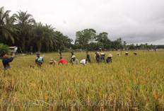 DTPHP Bengkulu Utara Bakal Serahkan Alsintan Rotavator Untuk 2 Gapoktan di MSS