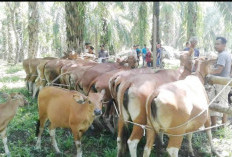 Kurun Waktu Tiga Tahun, Populasi Sapi di Mukomuko 32.000 Ekor