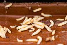 Mimpi Belatung Pertanda Apa? Menguak Makna di Balik Kemunculannya Versi Primbon