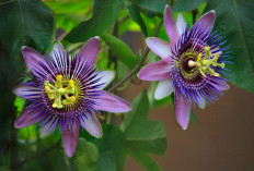 Kenali Manfaat dari Passion Flower yang Baik untuk Kesehatan