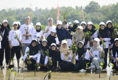 Rehabilitasi Pesisir Pantai, HK Tanam 2.000 Bibit Mangrove