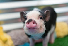 Dapat Menjadi Pertanda Baik, Ini Makna Mimpi Tentang Babi 