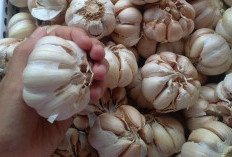 Kenali 7 Efek Samping dari Mengkonsumsi Bawang Putih secara Berlebihan