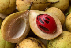 Mengungkap Rahasia dari Manfaat Buah Pala, Mulai dari Mencegah Penyakit Kanker Hingga Dapat  Mengontrol Kadar 