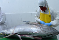 KKP Fasilitasi UPI Peroleh Tarif 0% Ekspor Tuna ke Jepang