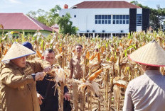 Musim Tanam ke-2, Bupati Huda Minta Petani Cepat Turun ke Sawah