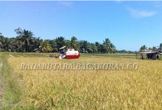 Bulog Bakal Beli Gabah Petani Seharga Rp 6.500/kg dengan Syarat Usia Panen...
