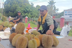 Musim Durian di Momen Nataru 2025, Berkah Buat Para Pedagang Durian