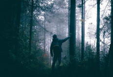 Mengerikan! Ternyata Begini Arti Mimpi Tersesat di Hutan Sendirian yang Penuh Misteri
