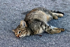 Perubahan Besar! Apa Artinya Mimpi Kucing Mati? Ungkap Maknanya di Sini