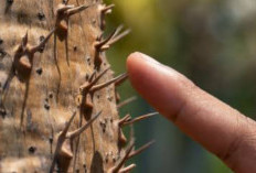 Mimpi Tertusuk Duri Pertanda Apa? Menguak Arti Mimpi Tertusuk Duri Ikan dan Maknanya