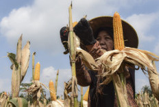 Mengubah Limbah Jagung Menjadi Biomassa untuk Solusi Energi Bersih