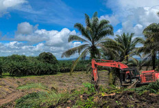 Kuota 2.000 Hektar Program Replanting, Tanaman Karet ke Sawit Juga Bisa?
