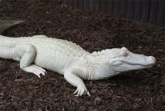 Mimpi Buaya Putih, Apa Artinya? Ini Makna dan Pertanda Menurut Primbon Jawa