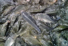 Budidaya Ikan Gurame di Desa Cipta Mulya Sukses, Begini Hasilnya...