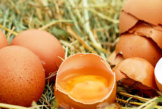 Menjijikan! Apa Pesan Tersirat Mimpi Dilempar Telur Busuk