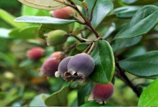 Mengungkap Fakta Menarik Kemunting : Buah Beri Asli Indonesia yang Kaya Antioksidan,  Mirip Blueberry! 